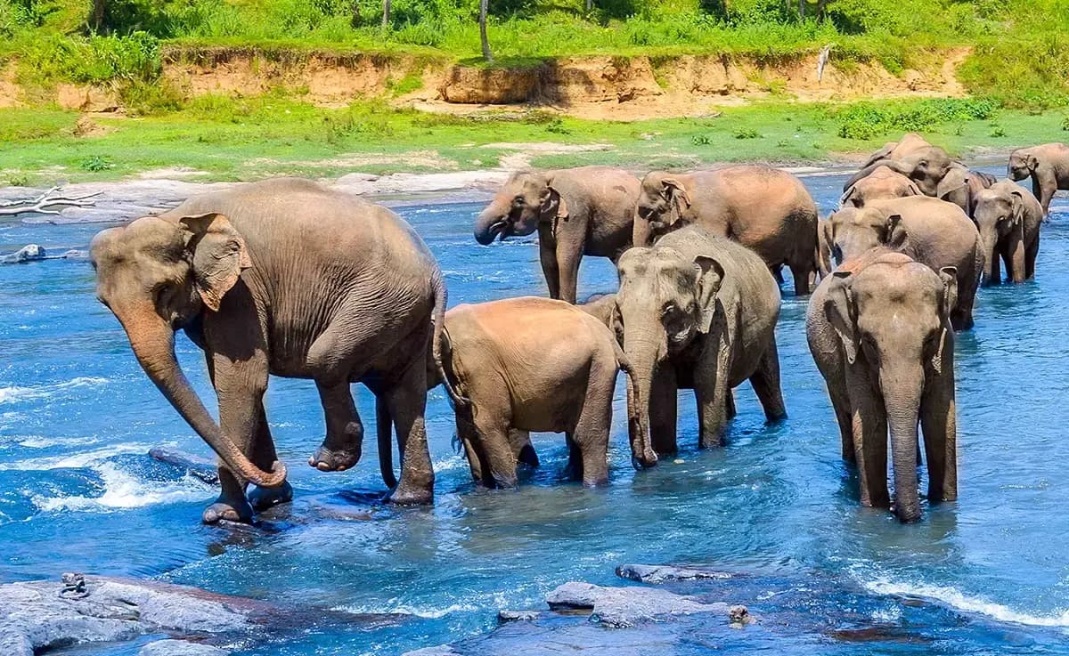 Pinnawala Elephant Experience